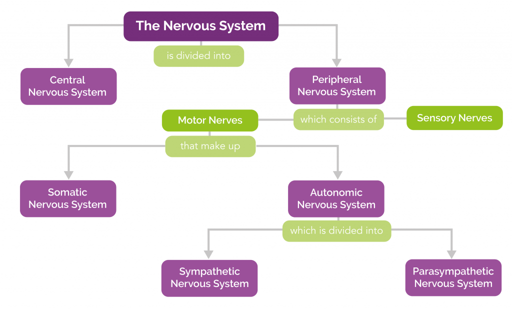 Nervous System Explained Chiropractic Wellness Centre Leicestershire 9169